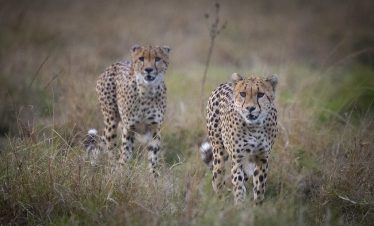 2-Day Masai Mara Private Budget Adventure