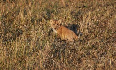 2-Day Masai Mara Kenya Group Budget Tour