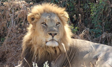 4-Day Into the Lions Kingdom