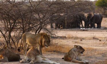 1-Day Private Kruger Safari Drive from Hoedspruit