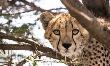 1-Day Kruger National park Full Day Safari