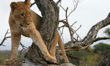 2-Day Wildlife Rehab Centre – Kruger Safari – Add On