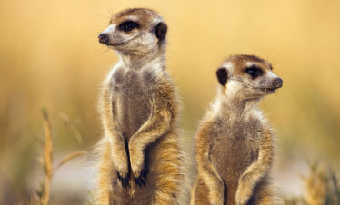 3-Day Meerkat Mania Salt Pan Sleepout & Quad Bike Safari
