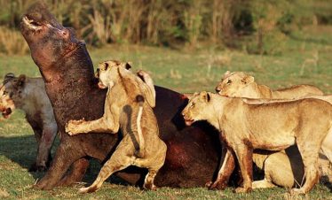1-Day Safari to Mikumi by (Sgr)Train from Dar Es Salaam