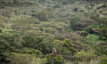 1-Day Nairobi Urban Safari