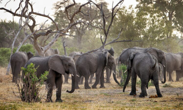 3-Day Moremi Camping Safari
