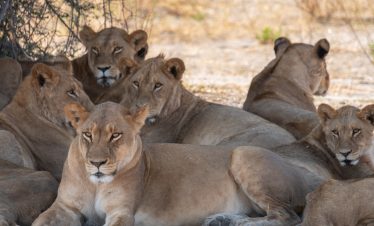 3-Day Best of Moremi Game Reserve