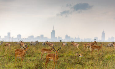 1-Day Nairobi Excursion