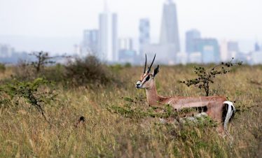 2-Day Nairobi Tour