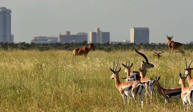 1-Day Nairobi National Park in the Heart of Nairobi City