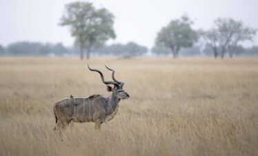 4-Day Camping in Okavango Delta and Moremi Game Reserve