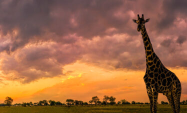 3-Day 2-Night Okavango Delta and Moremi Highlights