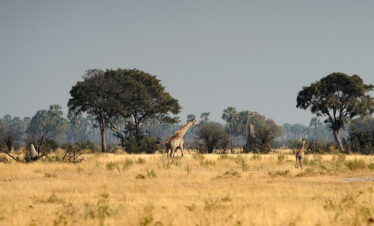 3-Day Unveiling the Utopia of the Delta Safari