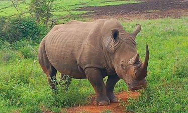 1-Day Full Day Tour to Ol Pejeta Conservancy