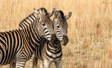 1-Day Luxury 4×4 Pilanesberg Safari from Johannesburg