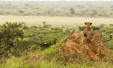½-Day 3-Hour Open-Vehicle Safari