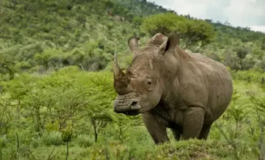 2-Day Pilanesberg Nature Reserve
