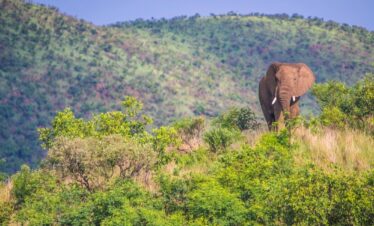 2-Day Pilanesberg National Park Safari