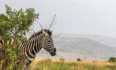 2-Day Big Five Safari Close to Cape Town