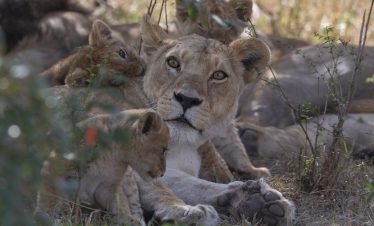 2-Day Overnight Budget Safari in Masai Mara NR 2024-2025