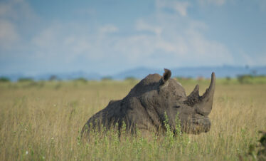 ½-Day Nairobi Tour