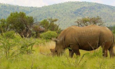 1-Day Pilanesberg Game Reserve Safari