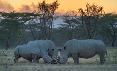 2-Day Safari to Lake Nakuru, Lake Naivasha & Hellsgate
