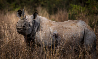 1-Day Nairobi City Full Day Private Excursion