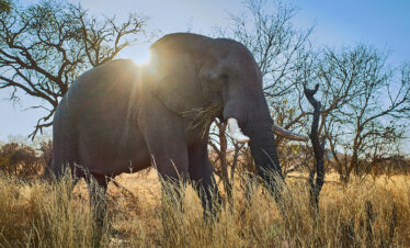 7-Day Botswana True Adventure