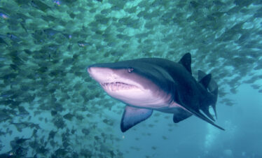 ½-Day Cape Town-Sharks Cage Diving