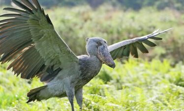 1-Day Gauteng Birding Tour (South)
