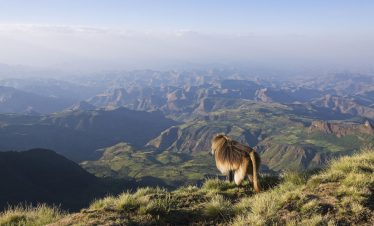 4-Day Simien Mountains Trek (Camping)