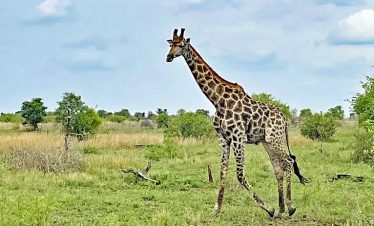 5-Day Private Parks Kruger – Two Different Game Lodges