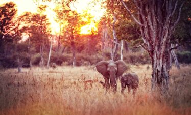 Zambia Safari in South Luangwa National Park