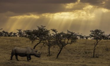 2-Day Ol Pejeta Conservancy – Ngare Ndare Safari
