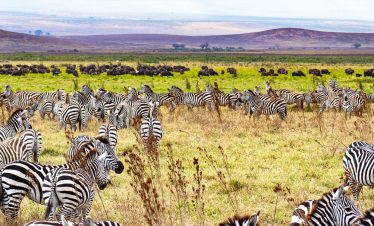 1-Day Safari from Zanzibar to Mikumi National Park