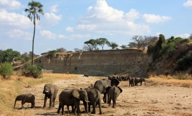 1 Day Trip Wildlife Safari to Tarangire