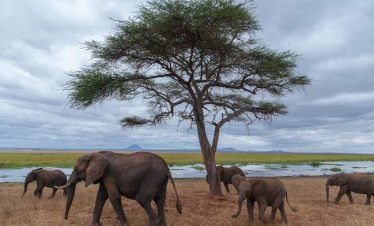 1-Day Tarangire National Park Tour