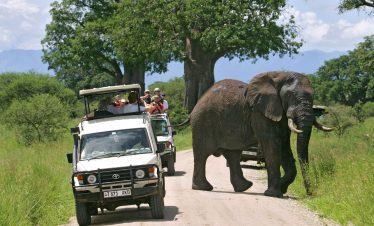 1-Day Visit Tarangire National Park