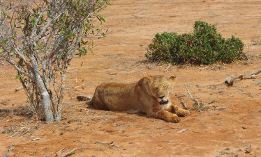 1-Day Tsavo East Safari from Mombasa