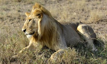 1-Day Tsavo East National Park with Red Elephant