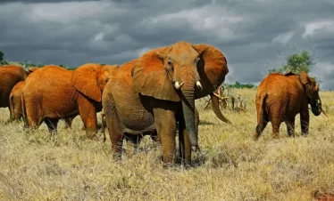 1-Day Tsavo East National Park Safari Tour