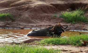 1-Day Diani Tour to Tsavo East National Park