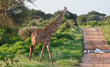 1-Day Thrilling Tsavo East National Park Group Tour