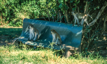 ½-Day Nairobi National Park – Giraffe Centre