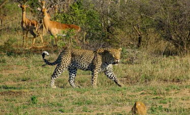 5-Day Panorama, Wildlife Rehab Centre and Kruger Safari