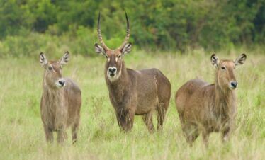 ½-Day Nairobi National Park Exciting Tour