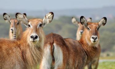 2-Day 1 Night Tour to Hells Gate and Lake Nakuru Park