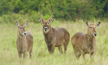 1-Day Tour to Nairobi National Park + Nairobi City Tour