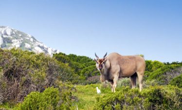 1-Day Cape Town to West Coast National Park Tour